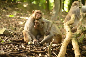 Two monkeys are sitting close together in a forest, with one embracing the other. The scene conveys warmth and comfort amidst the natural surroundings.