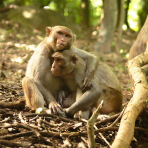 Two monkeys are sitting close together in a forest, with one embracing the other. The scene conveys warmth and comfort amidst the natural surroundings.