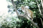 Rhesus monkey on the islet of Cayo Santiago in Puerto Rico